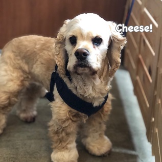 Cheese Cheese