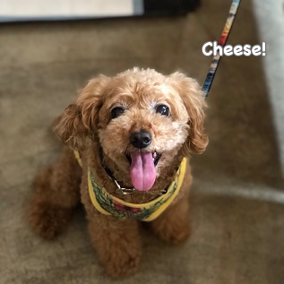 Cheese Cheese