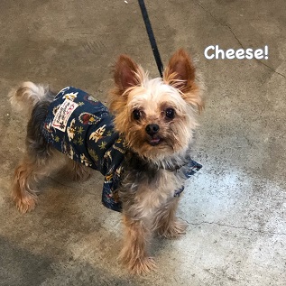 Cheese Cheese