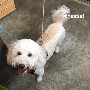 Cheese