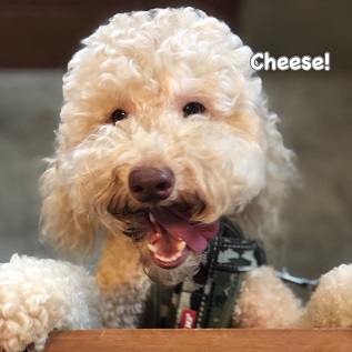 Cheese