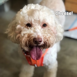 Cheese Cheese