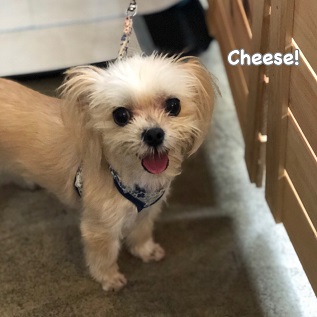 Cheese Cheese