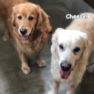 Cheese Cheese