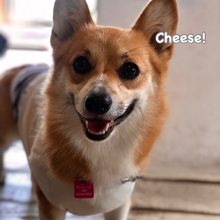 Cheese Cheese