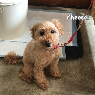 Cheese Cheese