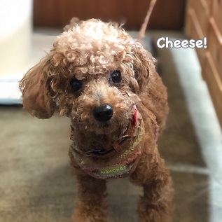 Cheese Cheese
