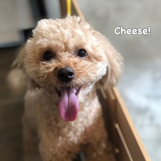 Cheese