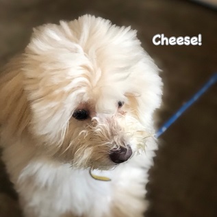 Cheese Cheese