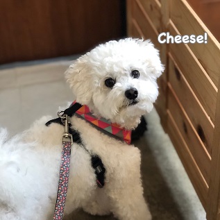 Cheese Cheese