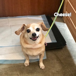 Cheese Cheese