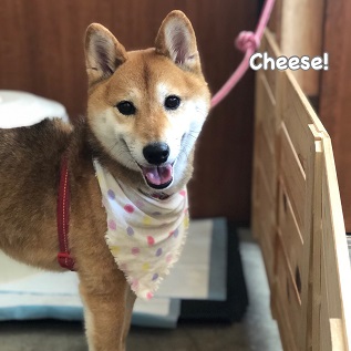 Cheese Cheese