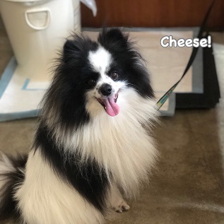 Cheese Cheese