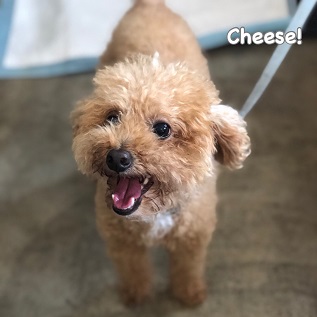 Cheese Cheese