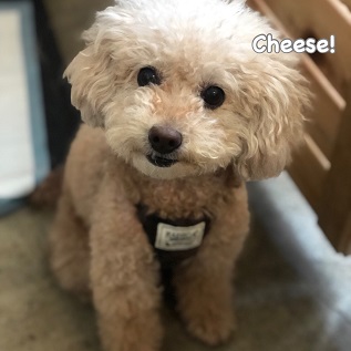 Cheese Cheese