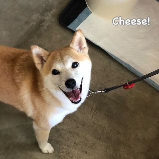 Cheese