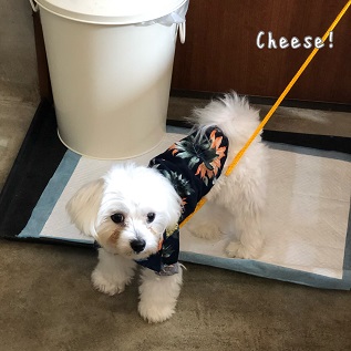 Cheese Cheese