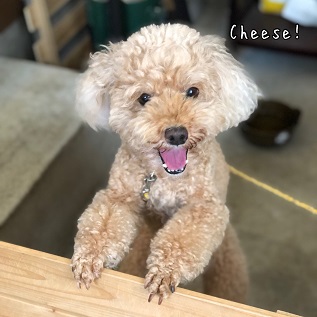 Cheese Cheese