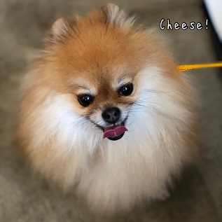 Cheese Cheese