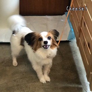 Cheese Cheese