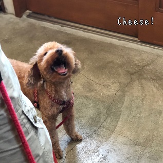Cheese Cheese