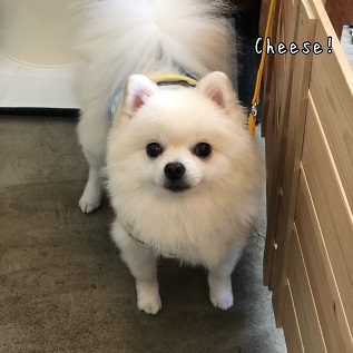 Cheese Cheese