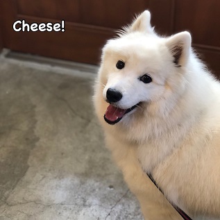 Cheese Cheese