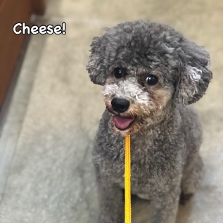Cheese Cheese