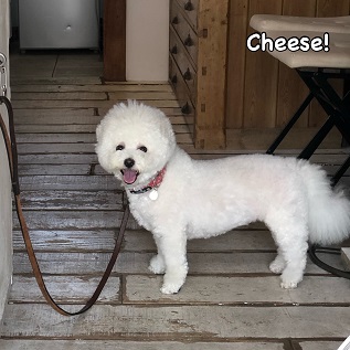 Cheese Cheese