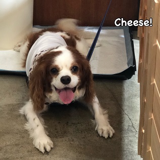 Cheese Cheese