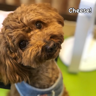 Cheese Cheese