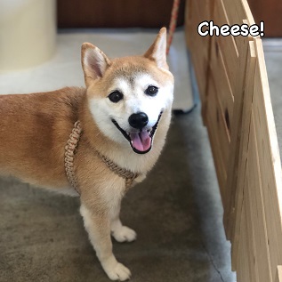Cheese Cheese