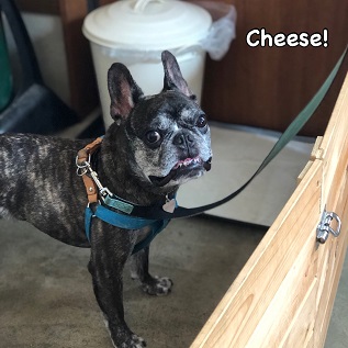 Cheese Cheese