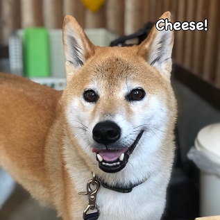 Cheese