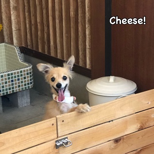 Cheese Cheese