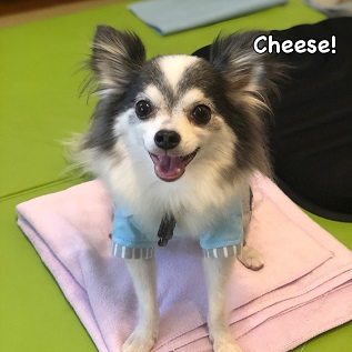 Cheese Cheese