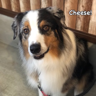 Cheese Cheese