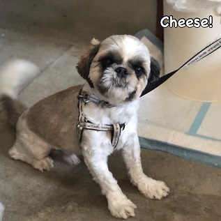 Cheese Cheese