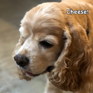 Cheese Cheese