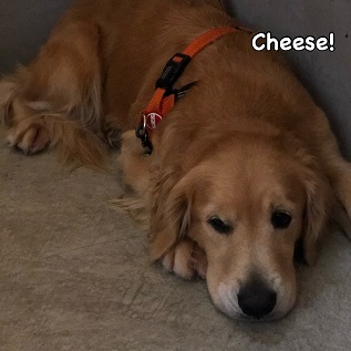Cheese Cheese