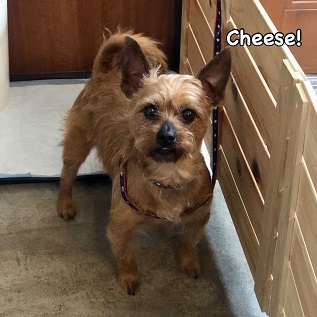 Cheese Cheese