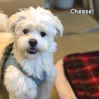 Cheese Cheese