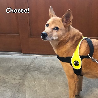 Cheese Cheese