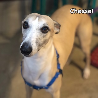 Cheese Cheese