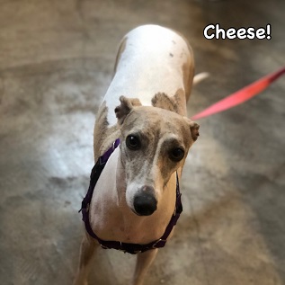 Cheese Cheese