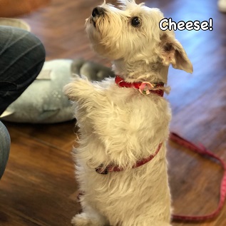 Cheese Cheese