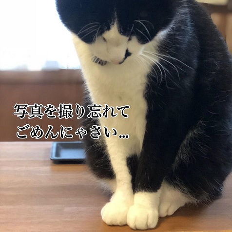 マルチーズのサンデー マルチーズのサンデー
