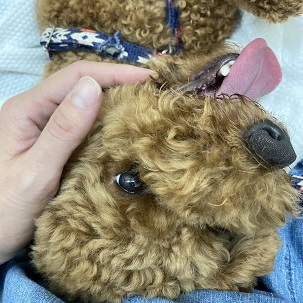 トイプードルのルイ トイプードルのルイ