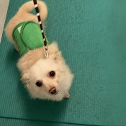 チワックスのレオ チワックスのレオ