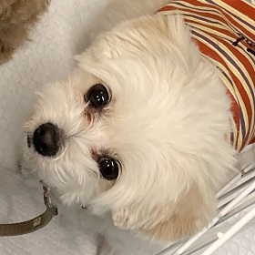 ポメチワプーのルウちゃん ポメチワプーのルウちゃん